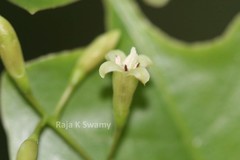 Octotropis travancorica